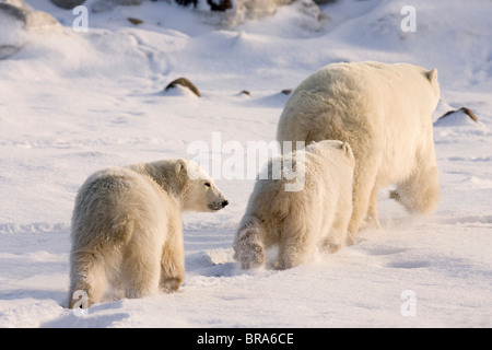Kanada, Manitoba, Hudson Bay, Churchill. Zwei Eisbären Jungtiere folgen Mutter über verschneite Landschaft. Stockfoto