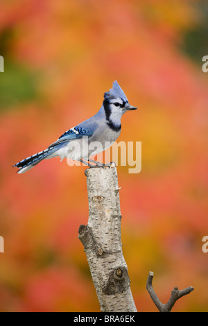 Kanada, Quebec. Blue Jay gehockt stumpf im Herbst Einstellung. Stockfoto