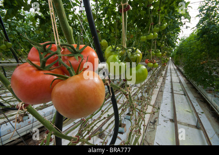 Tomaten in einem großen industriellen grüne Haus hydroponisch angebaut Stockfoto