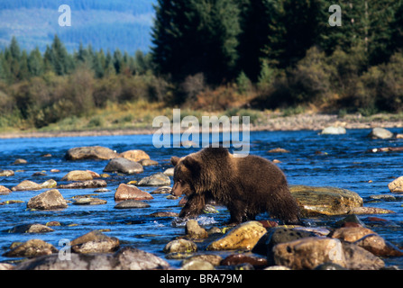 GRIZZLY BEAR WALKING IN RIVER Ursus Arctos Horribilis MONTANA Stockfoto