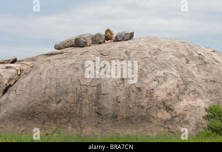 MÄNNLICHE LÖWEN LIEGEN OBEN AUF FELSIGEN KOPJE SERENGETI-NATIONALPARK TANSANIA AFRIKA Stockfoto