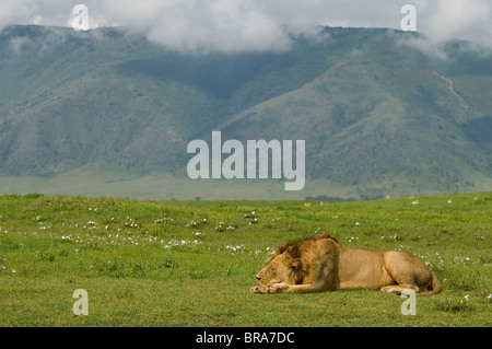 MÄNNLICHER LÖWE RUHT SCHLAFEND IN EBENEN DER NGORONGORO KRATER, TANSANIA AFRIKA Stockfoto