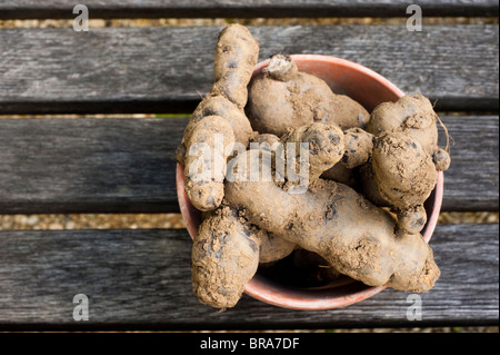 Geernteten Kartoffeln, Solanum Tuberosum "Vitelotte" auf dem Display im Painswick Rokoko Garden in The Cotswolds, Vereinigtes Königreich Stockfoto