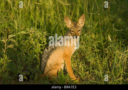 SCHWARZ UNTERSTÜTZT SCHAKAL SITZEN IN GRASS TARANGIRE NATIONALPARK TANSANIA AFRIKA Stockfoto