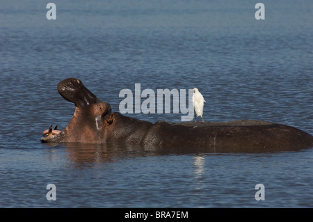 OFFENER MUND NILPFERD IN BLAUEM WASSER MIT WEIßEN VOGEL AUF BACK LAKE NAKURU, KENIA AFRIKA Stockfoto