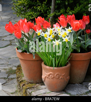 Narzissen und Tulpen blühen im Freien in Tontöpfen Stockfoto