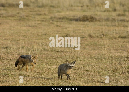 BLACK-backed Jackal Chasing BAT-EARED FOX SERENGETI TANSANIA AFRIKA Stockfoto