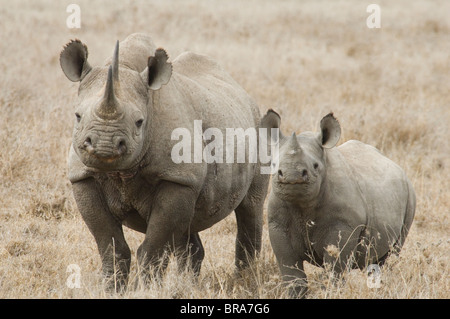 WEIßER RHINOCEROS KUH UND KALB TANSANIA AFRIKA Stockfoto