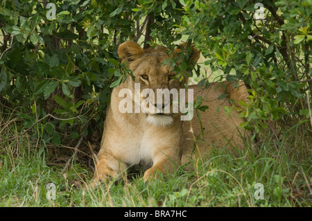 LÖWIN LIEGEND IN GRASS PEERING VON PINSEL MASAI MARA NATIONALRESERVAT KENIA AFRIKA Stockfoto