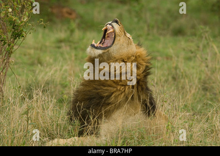 BRÜLLEN ODER GÄHNEN LÖWE MASAI MARA NATIONALRESERVAT KENIA AFRIKA Stockfoto