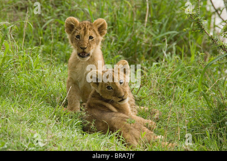 ZWEI LÖWENBABYS IM GRASS BLICK AUF KAMERA MASAI MARA NATIONALRESERVAT KENIA AFRIKA Stockfoto