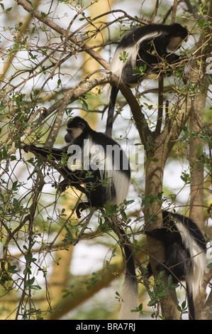 COLOBUS-AFFEN IM TREE LAKE NAKURU NATIONALPARK KENIA AFRIKA Stockfoto