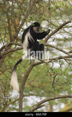 EINZELNE COLOBUS-AFFEN IN TREE SEE NAKARU NATIONALPARK KENIA AFRIKA Stockfoto