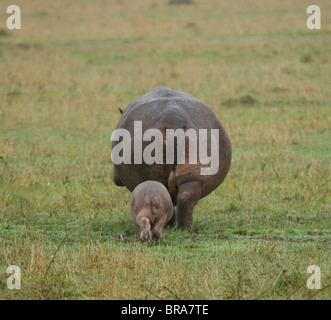 BABY-KALB-HIPPO NACH MUTTER-KUH-RÜCKANSICHT VON HINTEN MASAI MARA NATIONALRESERVAT KENIA AFRIKA Stockfoto