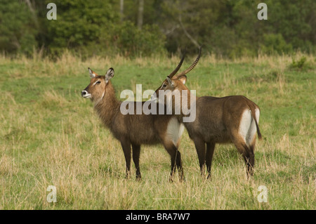 Männliche und weibliche WASSERBOCK MASAI MARA NATIONAL RESERVE KENIA AFRIKA Stockfoto