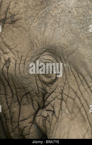 EXTREME CLOSE-UP VON ELEFANTEN AUGE UND faltige Haut Serengeti Nationalpark in Tansania AFRIKA Stockfoto
