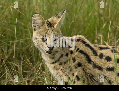 SERVAL KATZE SERENGETI NATIONA PARK TANSANIA AFRIKA Stockfoto