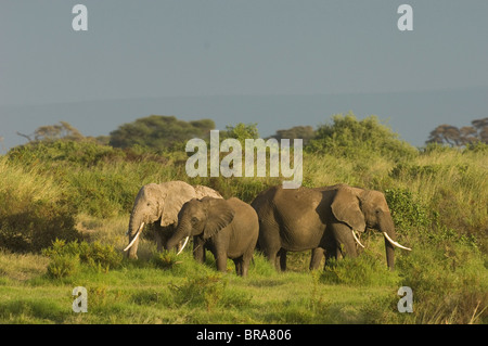 DREI ELEFANTEN IN GRÜNER LANDSCHAFT AMBOSELI-NATIONALPARK KENIA AFRIKA Stockfoto