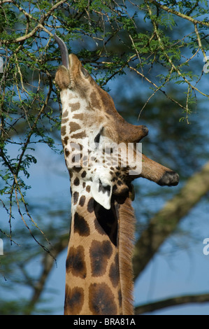 ROTHSCHILD-GIRAFFEN GRASEN IN ÄSTE MIT ZUNGE VERLÄNGERT LAKE NAKURU NATIONALPARK KENIA AFRIKA Stockfoto