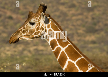 NETZARTIGE GIRAFFE KOPF SCHUSS SAMBURU NATIONAL RESERVE KENIA AFRIKA Stockfoto