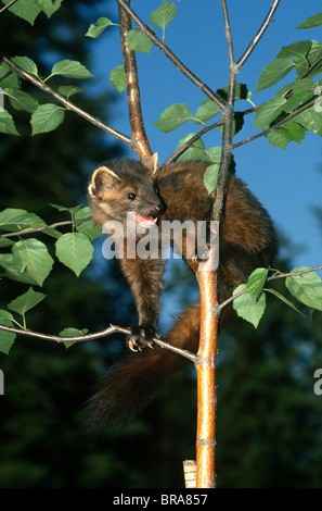 American Marten martes Americana in Nordamerika Stockfoto