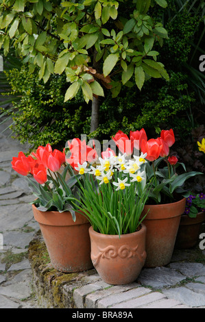 Narzissen und Tulpen blühen im Freien in Tontöpfen Stockfoto