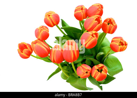 Reihe von Tulpen isoliert - Ansicht von oben Stockfoto