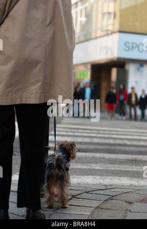 Szene der Stadt eine Frau mit einem Hund warten eine grüne Ampel Stockfoto