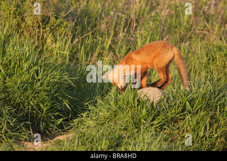 Rotfuchs Vulpes Vulpes Cub stehend auf einem Felsen auf dem langen Gras Sprung bereit Stockfoto