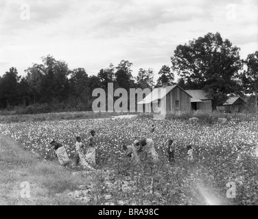 1930ER JAHRE AFRO-AMERIKANISCHE FAMILIE AUF MIETER BAUERNHOF PFLÜCKEN BAUMWOLLE IN SOUTH CAROLINA Stockfoto