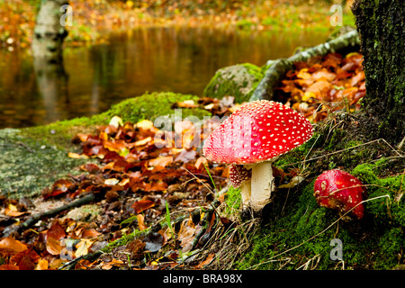 Nahaufnahme Bild von Amanita giftige Pilze in der Natur Stockfoto