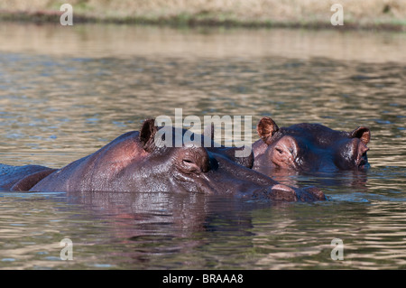 Flusspferd (Hippopotamus Amphibius), Savute Kanal, Linyanti, Botswana, Afrika Stockfoto