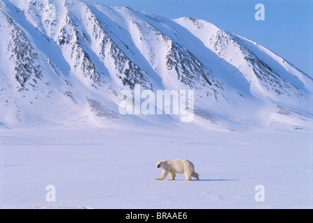 Eisbär (Ursus Maritimus) entlang der gefrorenen Küste, Leifdefj, Spitzbergen, Norwegen Stockfoto