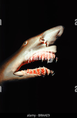 Sand Tigerhai (Carcharias Taurus). Karibik Stockfoto