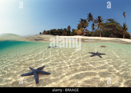 Seestern {Linckia Laevigata} in seichtem Wasser Indonesien Stockfoto