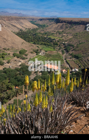 Blick über Tal und blüht, Ciudad Velha (Cidade Velha), Santiago, Kapverdische Inseln, Afrika Stockfoto