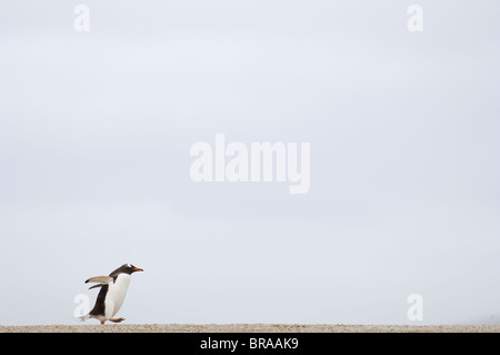 Gentoo Penguin {Pygoscelis Papua} überqueren Sandstrand, zwischen dem Meer und der Rookery, Falkland-Inseln Stockfoto