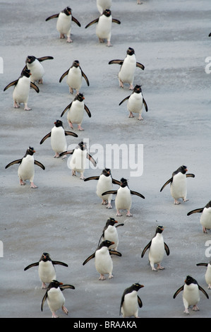 Rockhopper Penguins {Eudyptes Chrysocome} zu Fuß über Sandstrand, Flügeln, Falkland-Inseln. Stockfoto