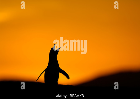 Sammlung von Vogel Silhouetten Stockfoto, Bild: 167056021 - Alamy