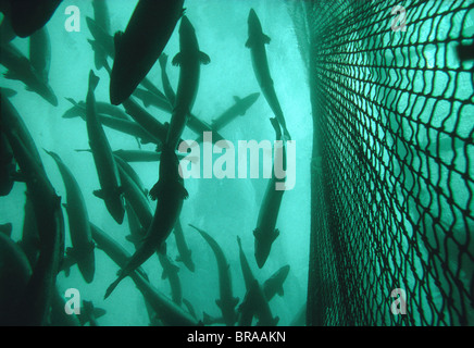 Atlantischer Lachs (Salmo salar) im Käfig der Lachsfarm, Norwegen, in Gefangenschaft Stockfoto