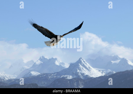 Weißkopf-Seeadler (Haliaeetus Leucocephalus) über Schnee bedeckt Berge, Halbinsel Kenai, Alaska, USA Stockfoto