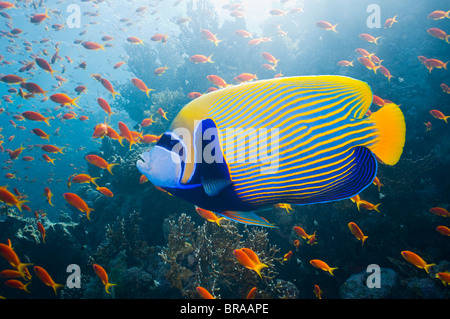 Kaiser-Kaiserfisch (Pomacanthus Imperator) mit Lyretail Anthias (Pseudanthias Squamipinnis). Ägypten (Digital Composite) Stockfoto