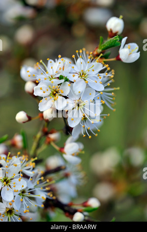 Nahaufnahme von Schlehe Busch / Schlehe (Prunus Spinosa) blüht im Frühjahr, Luxemburg Stockfoto