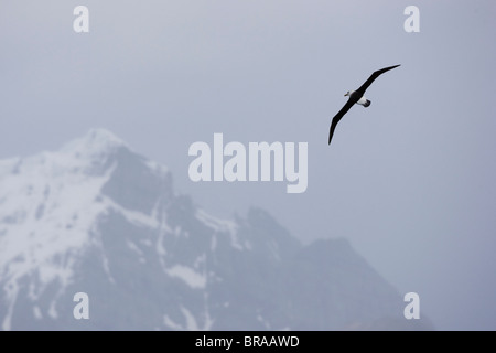 Black-browed Albatross (Thalassarche Melanophrys) während des Fluges in der Nähe von Südgeorgien, Antarktis. November Stockfoto