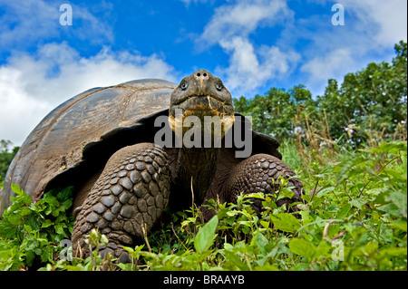 Galapagos-Riesenschildkröte (Geochelone Elephantopus / Nigra) Erwachsenen Fütterung, Santa Cruz, Galapagos Stockfoto