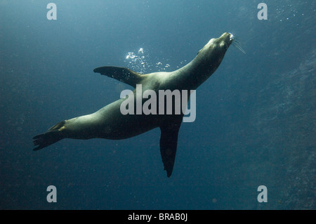 Galapagos-Seelöwe (Zalophus Californianus Wollebaeki) schwimmen vor Gardner Island, Floreana, Galapagos-Inseln Stockfoto