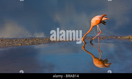 Rosaflamingo {Phoenicopterus Ruber} Fütterung in der Lagune, Isabela Island, Galapagos, Januar Stockfoto