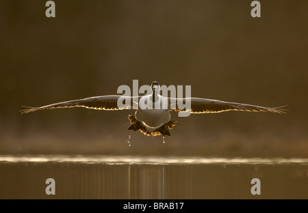 Kanadagans (Branta Canadensis), die Landung bei Sonnenuntergang, Derbyshire, UK Stockfoto