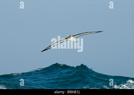 Buller Albatros / Mollyhawk (Thalassarche / Diomedea Bulleri) fliegen über Meer, Chatham-Inseln, Neuseeland Stockfoto