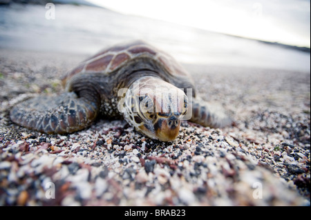 Eine pazifische Suppenschildkröte, am Strand, zum UNESCO-Weltkulturerbe, Ecuador, Galapagos-Inseln, Südamerika Stockfoto